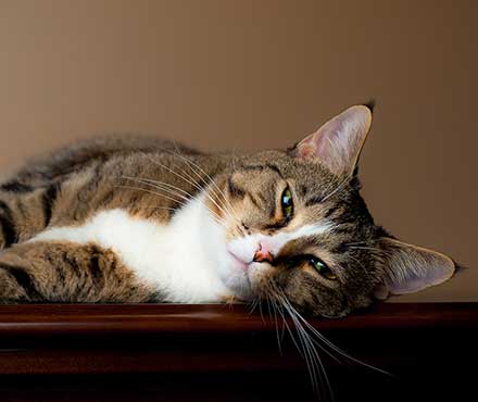 5 Common Cat Behaviors