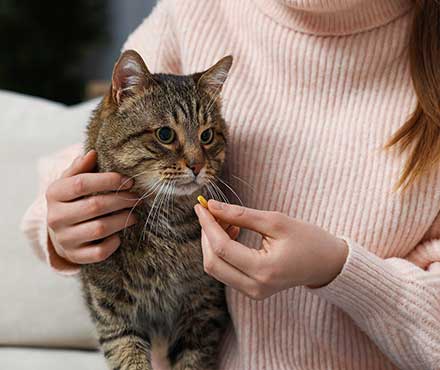 How To Give A Cat A Pill