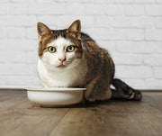 Switching An Older Cat To A Senior Cat Food