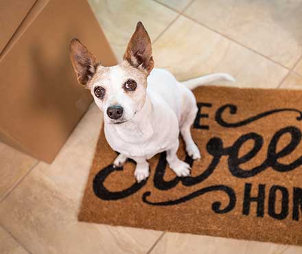 How to Help Your New Pet Adjust