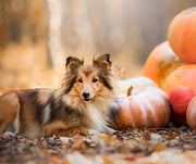 Keeping your dog safe during the Thanksgiving holiday