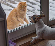 How to Manage 2 Pets Who Don't Get Along