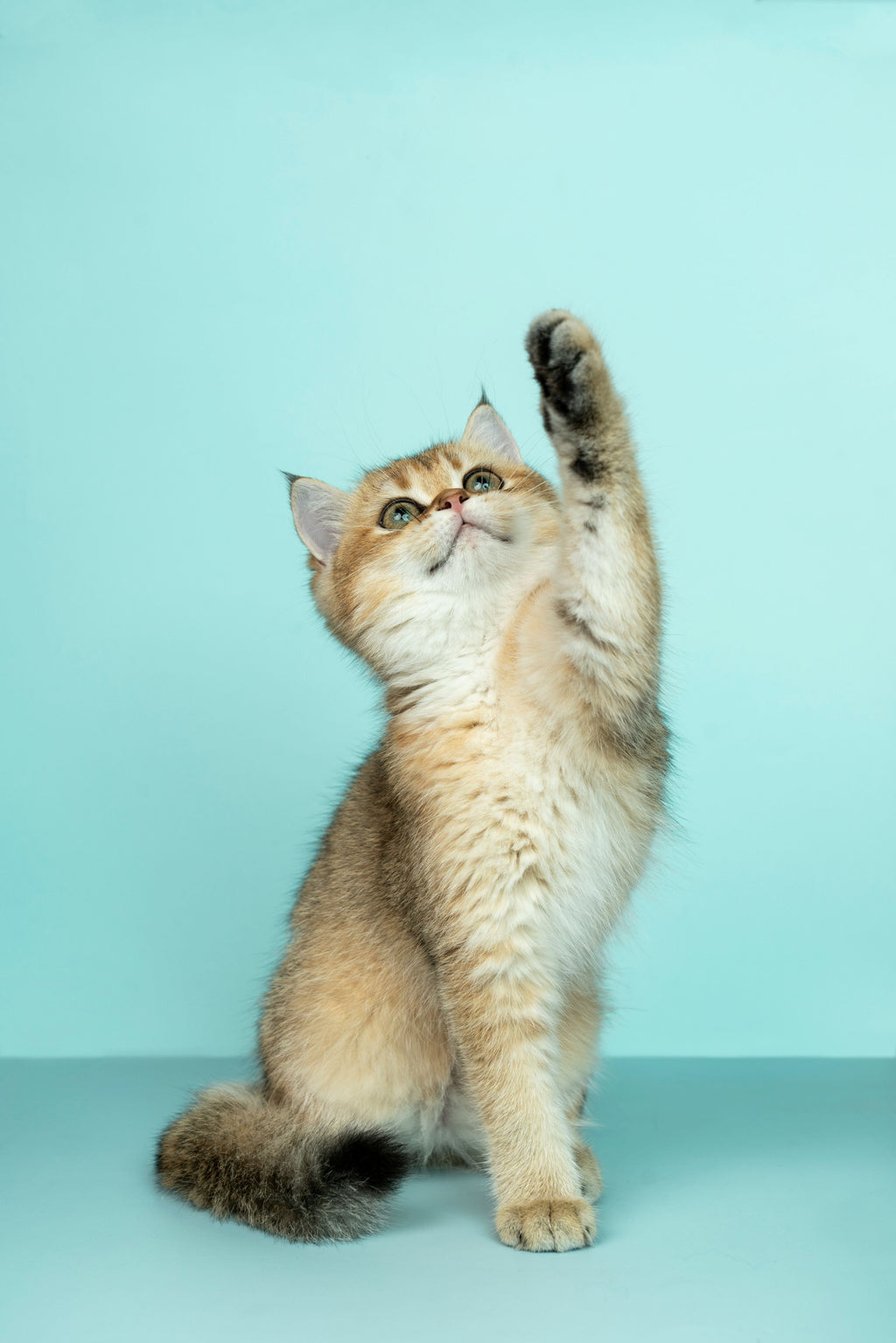 A kitten sitting against a blue background lifts her paw in the air playfully.