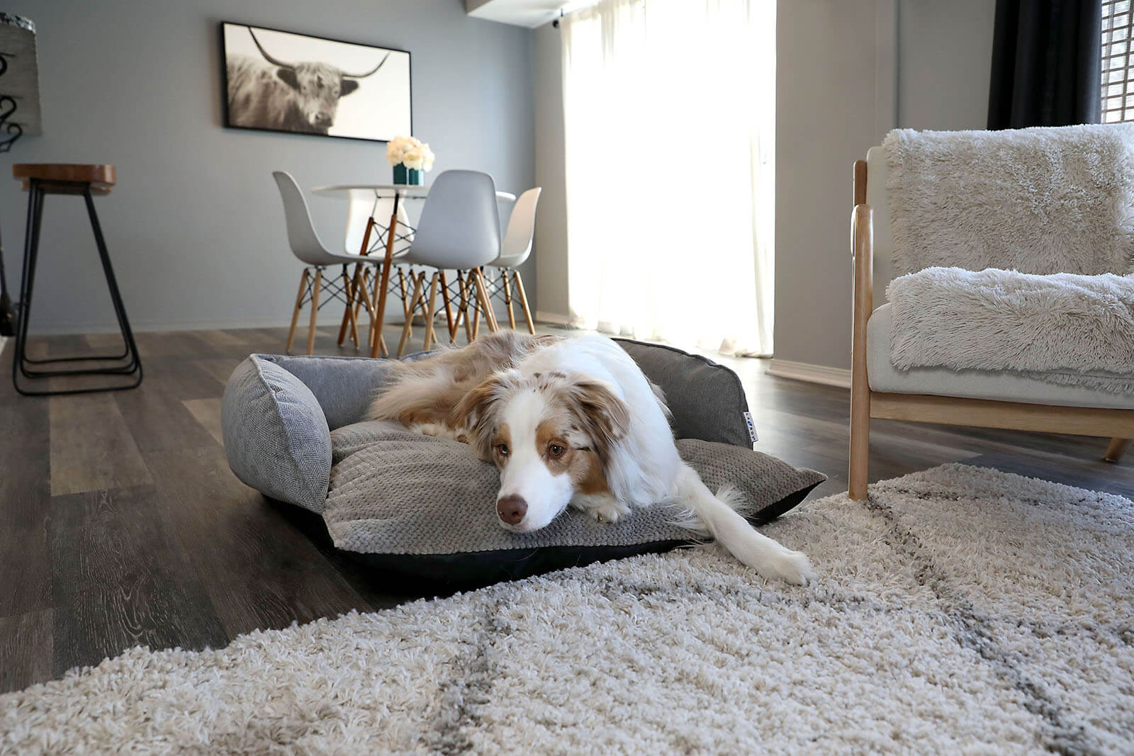 Back-to-School, Not Back to Boredom: How to Keep Pets Happy When Schedules Change