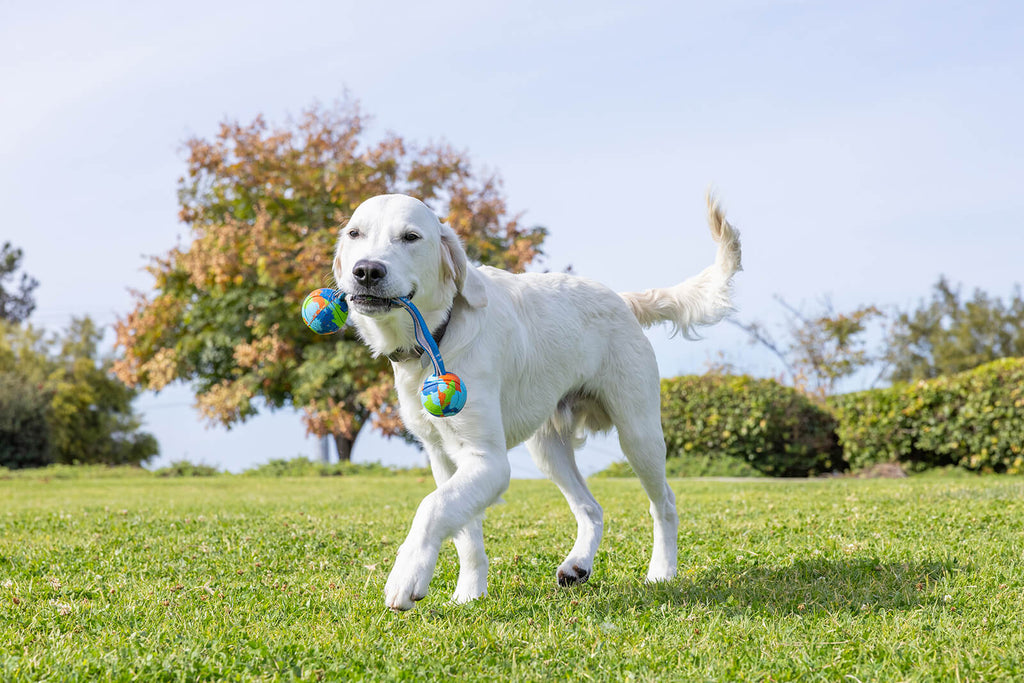 Why Every Dog Deserves a Day: Celebrating National Dog Day with Purpose