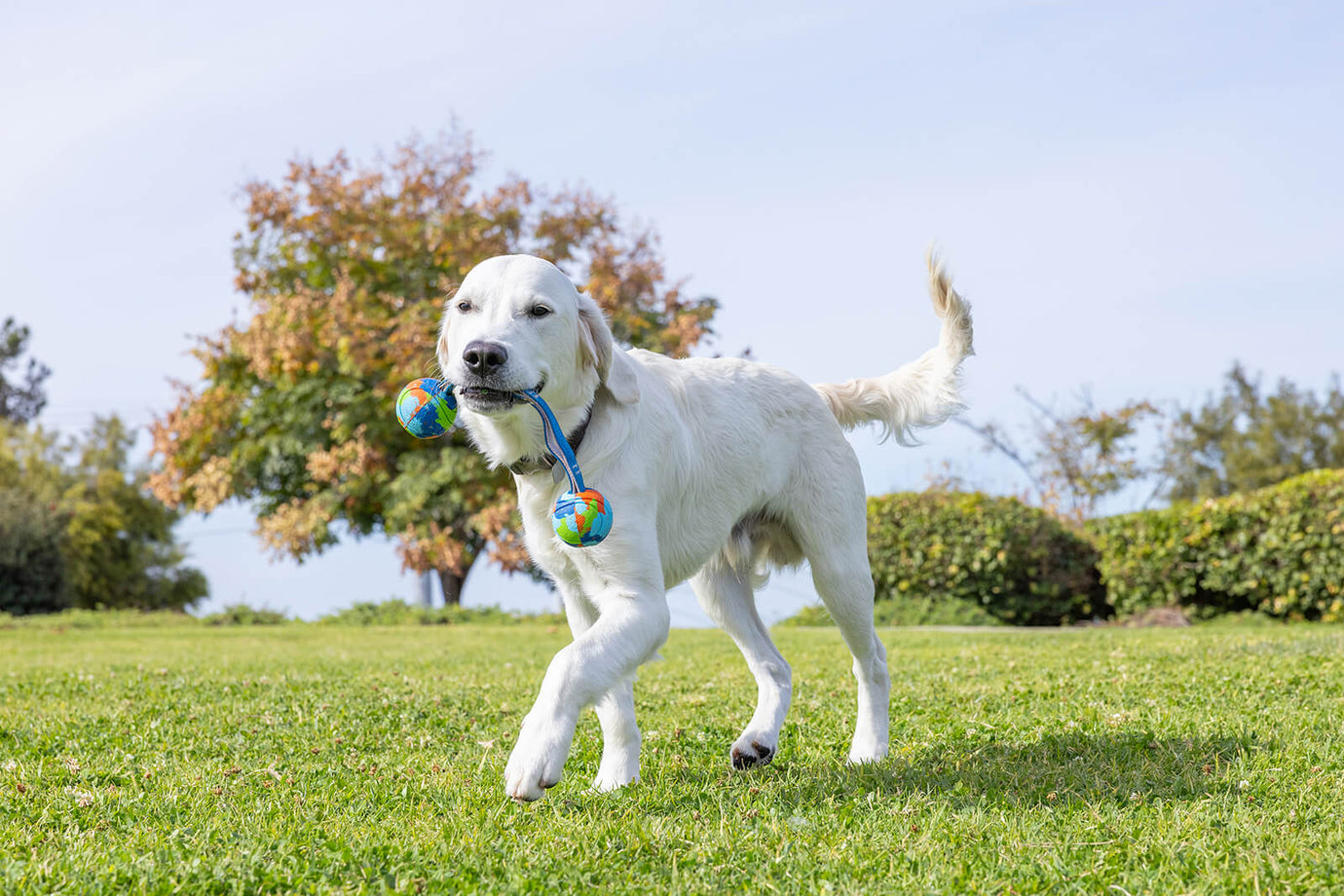How to Get Dogs to Share Toys: Easy Tips for Peaceful Playtime