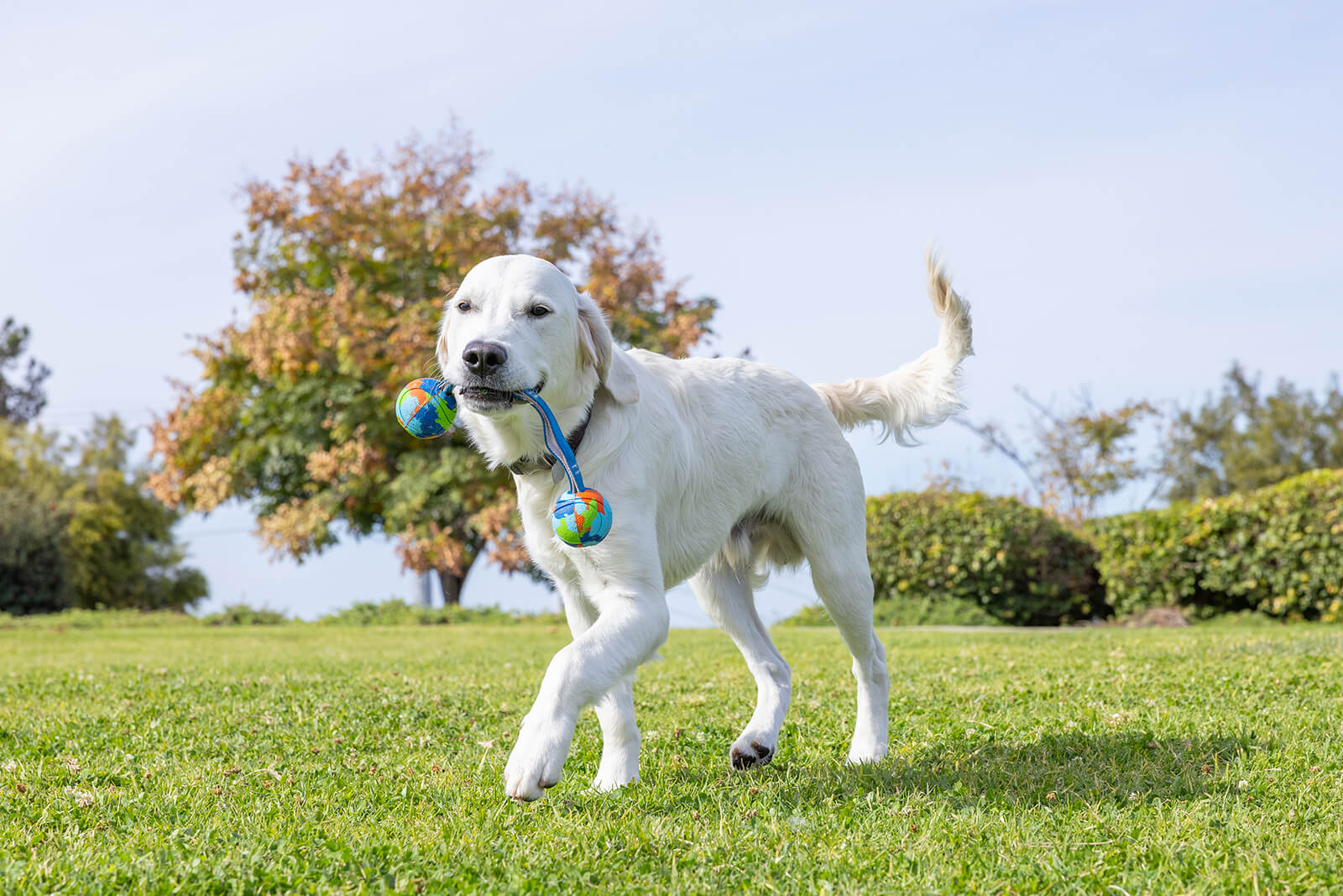 Why Every Dog Deserves a Day: Celebrating National Dog Day with Purpose