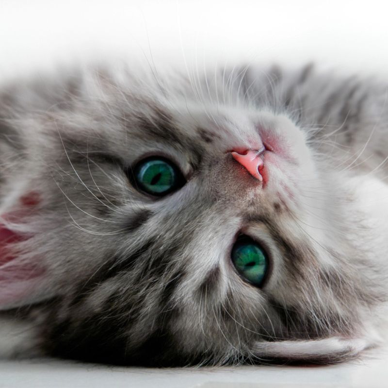 A grey long haired cat with dark green eyes is laying on its back looking at the camera.