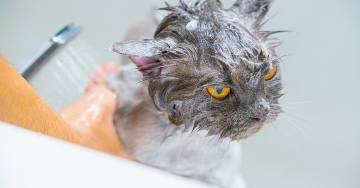 A grey and white cat with orange eyes sits angrily while wet in a shower.