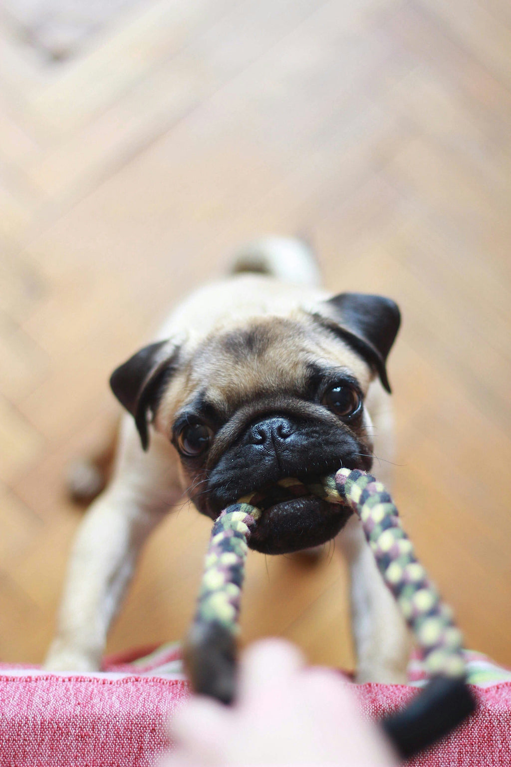 A small dog is pulling on a rope dog toy.