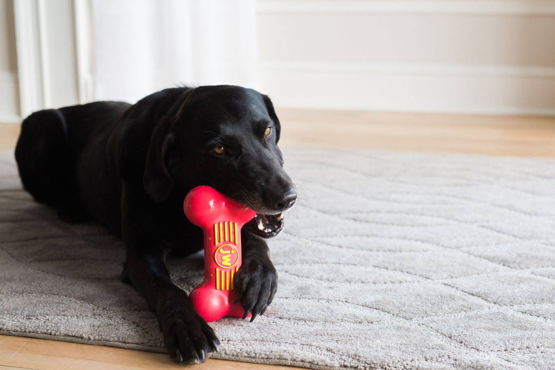 Dog Chew Toys: What to Look For in a Safe Pick