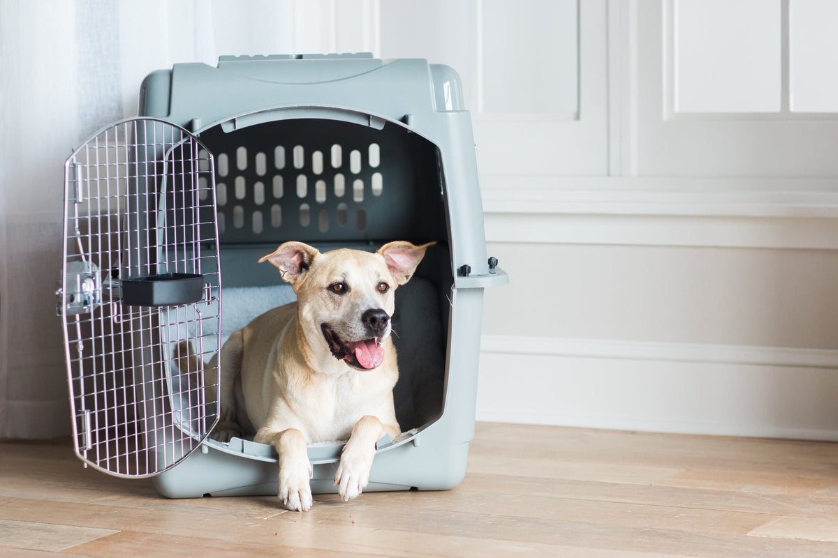 Dog resting comfortably inside a Petmate Sky Kennel with the metal door open
