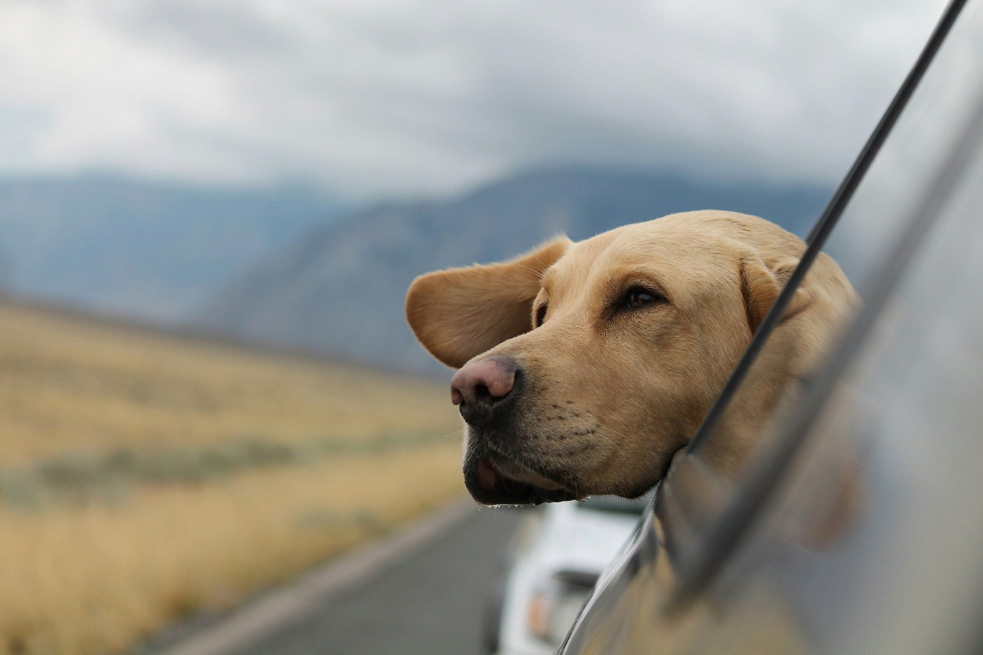 A blonde Labrador sticks his head out of a car window to enjoy the mountainous scenery. 