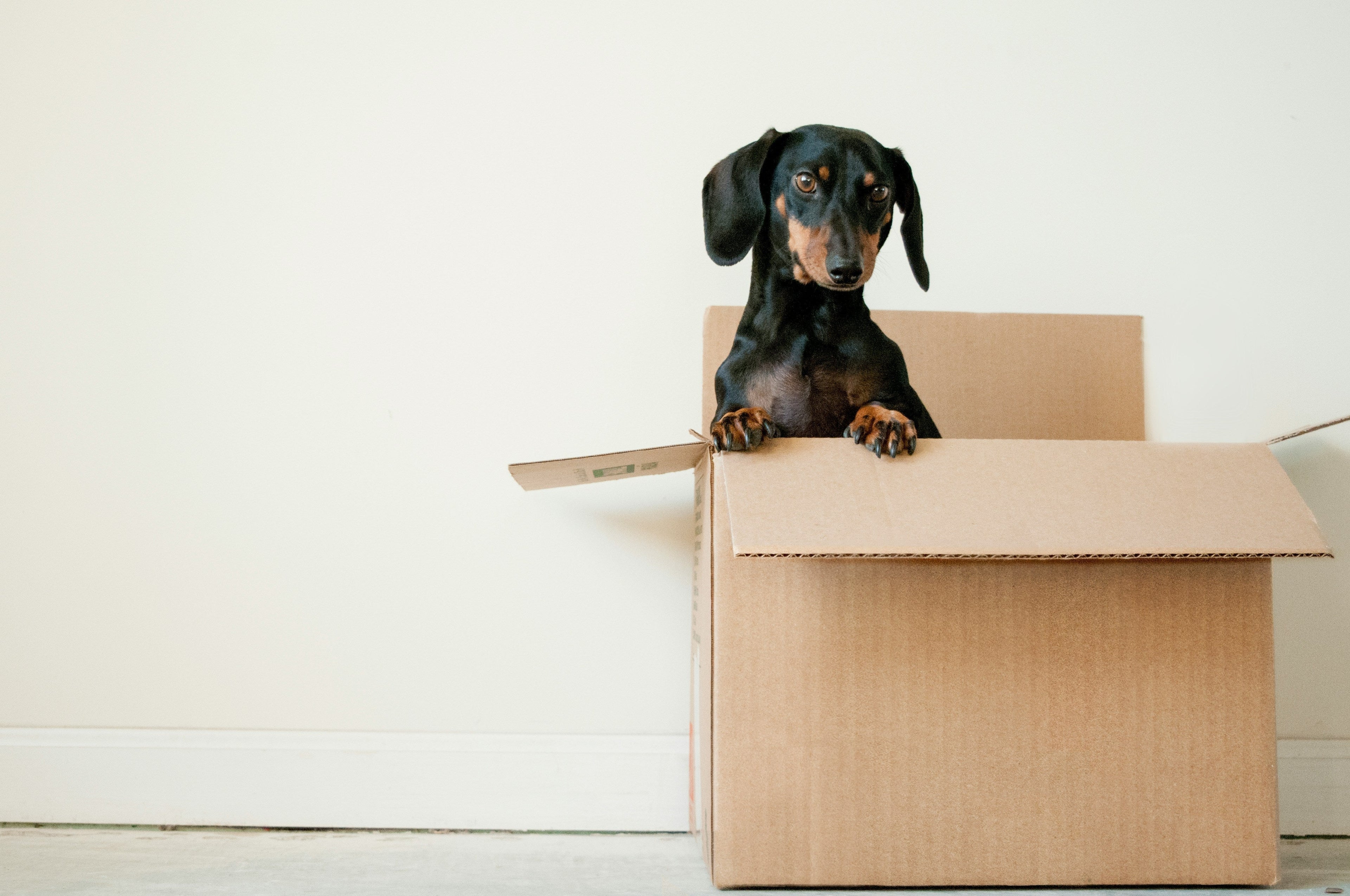 A black & brown dachshund sit in a cardboard box.  