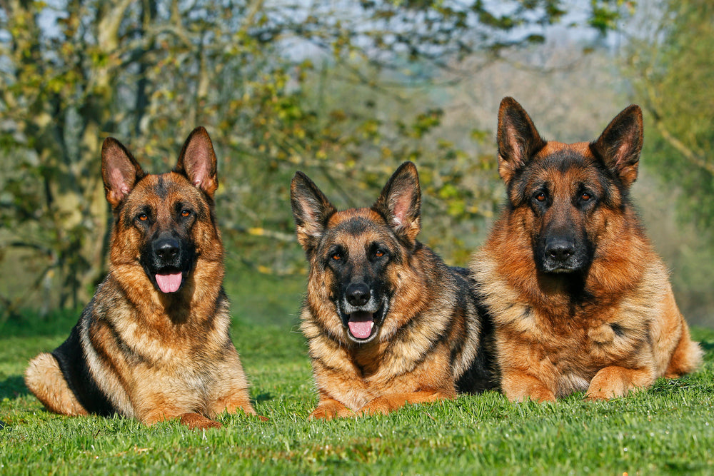 Three German Shepherds sit on a grassy field outside.