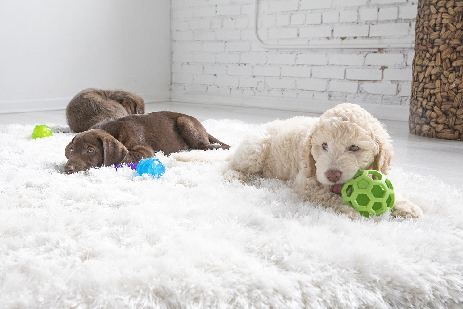Best Interactive Puppy Toys and How to Choose