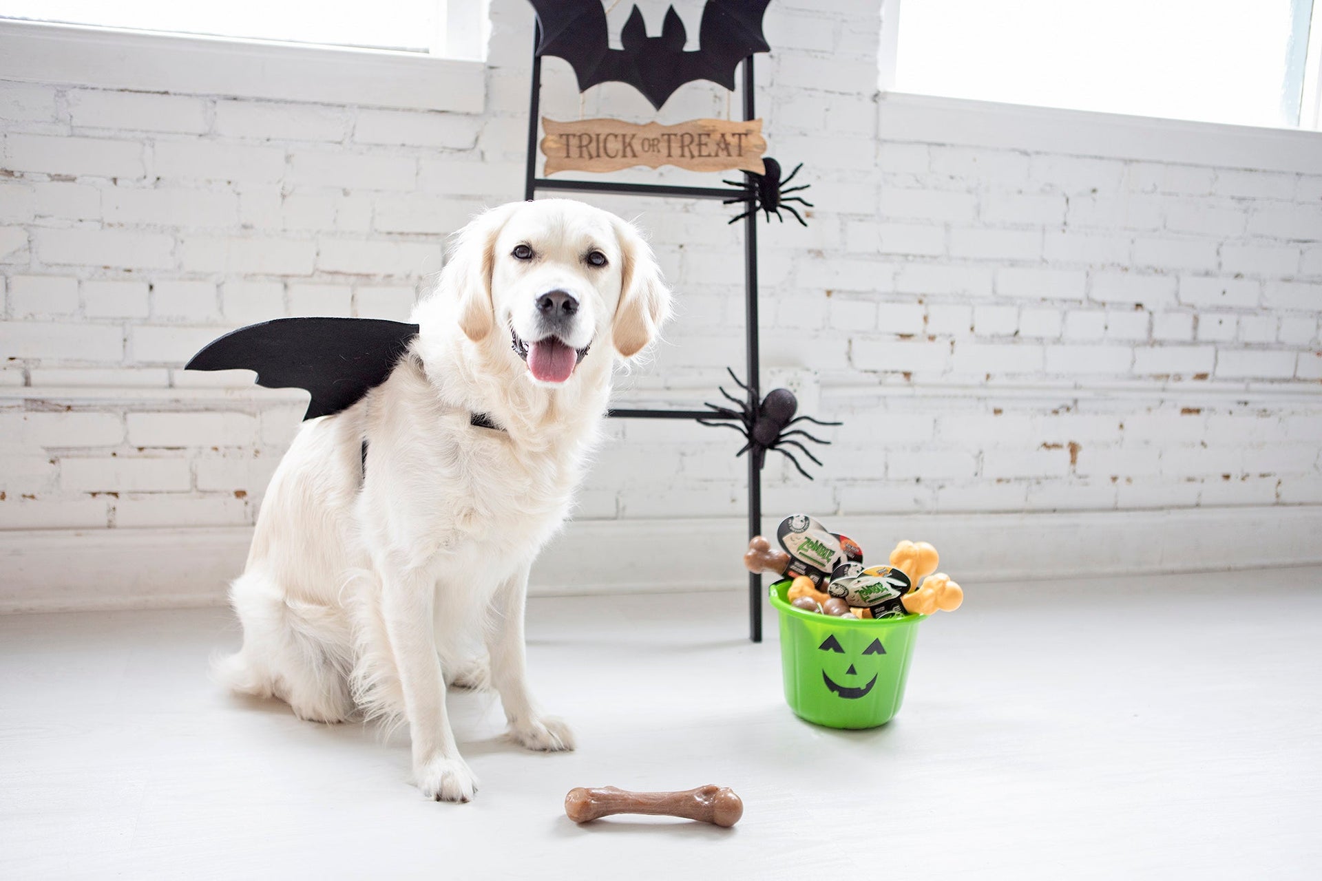 Halloween Pet Safety: Keep Your Furry Friends Safe & Happy