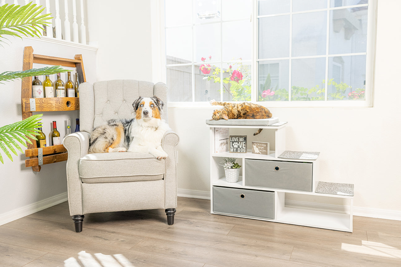 Australian shepherd dog sitting on a cozy armchair next to pet furniture and storage in a bright living room, representing essential pet supplies at home