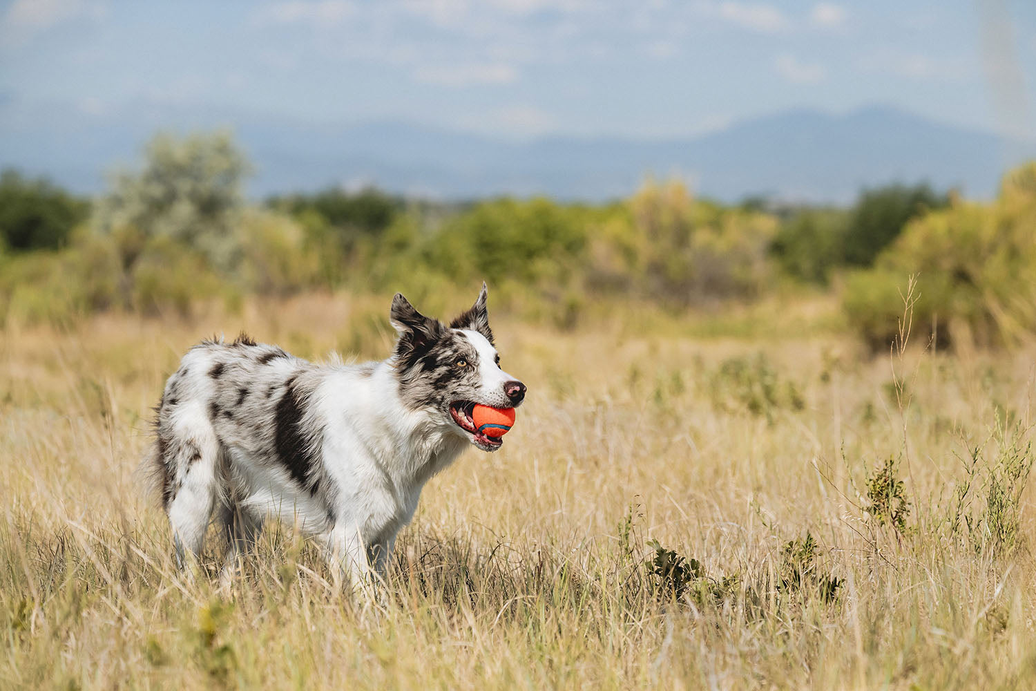 Best Dogs Fetching Toy for Outdoor Play & Exercise