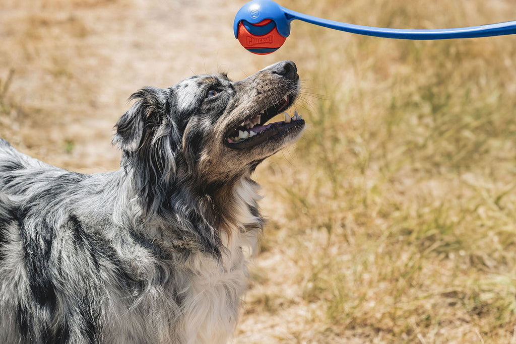  Border Collie dog catching Chuckit! orange ball in grassy field