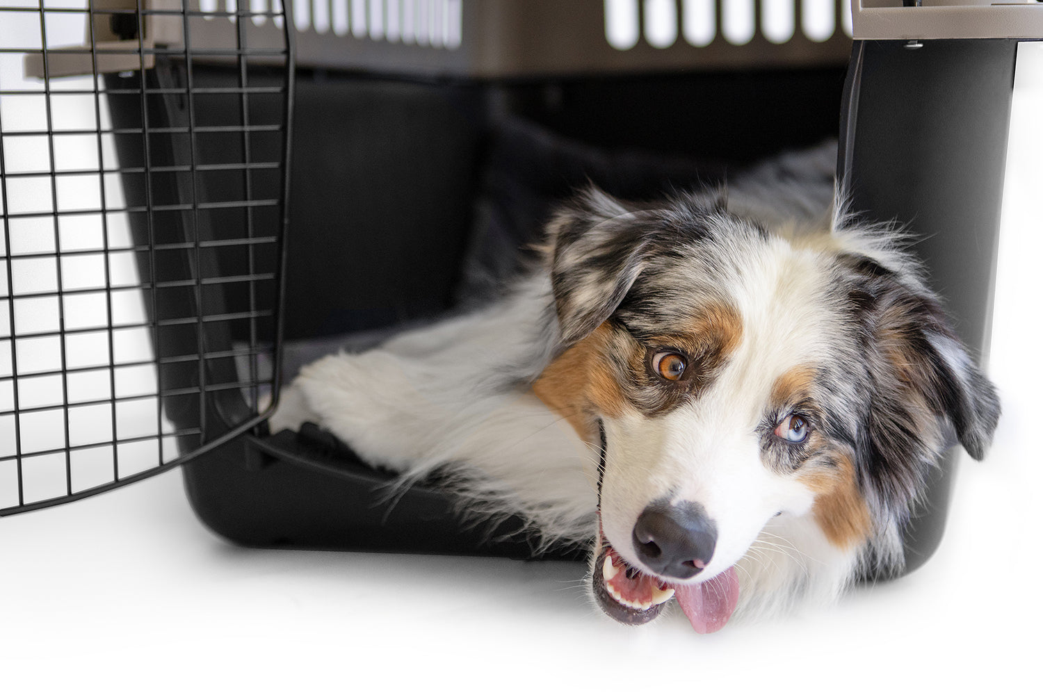 Australian Shepherd dog resting comfortably in a wire kennel crate