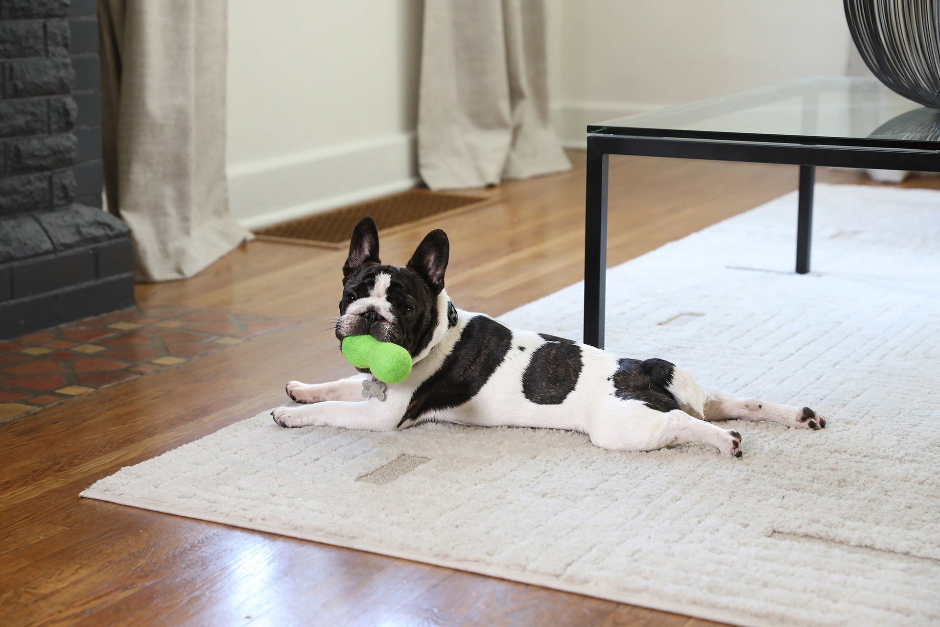 French bulldog lying on a rug indoors holding a green ball toy, representing mental stimulation and interactive dog play