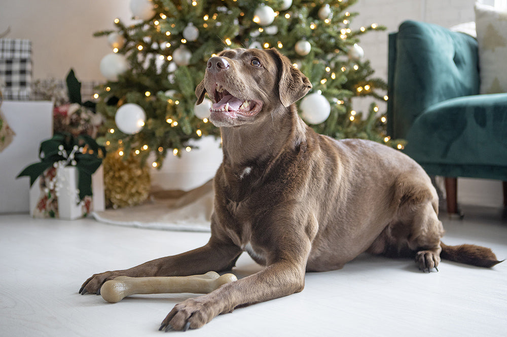 Keep Your Pets Safe During the Holidays
