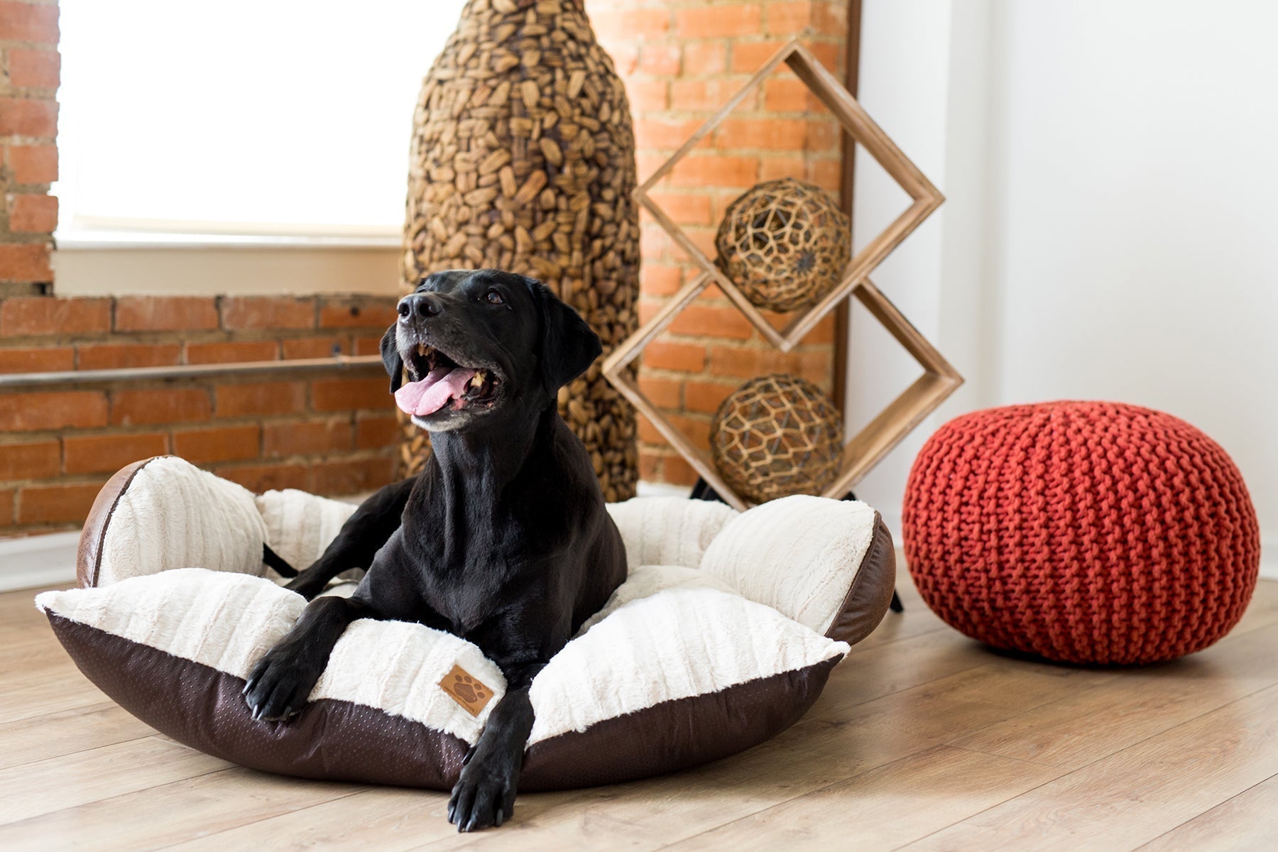 How to Keep Your Pet Calm During Thanksgiving