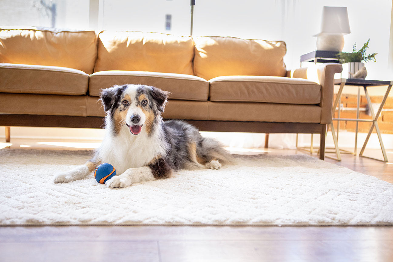 How to Prep Your Pet for Fall: Grooming and Wellness Tips