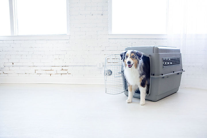 Plastic vs. Metal Crates: Which One Is Right for Your Pet?