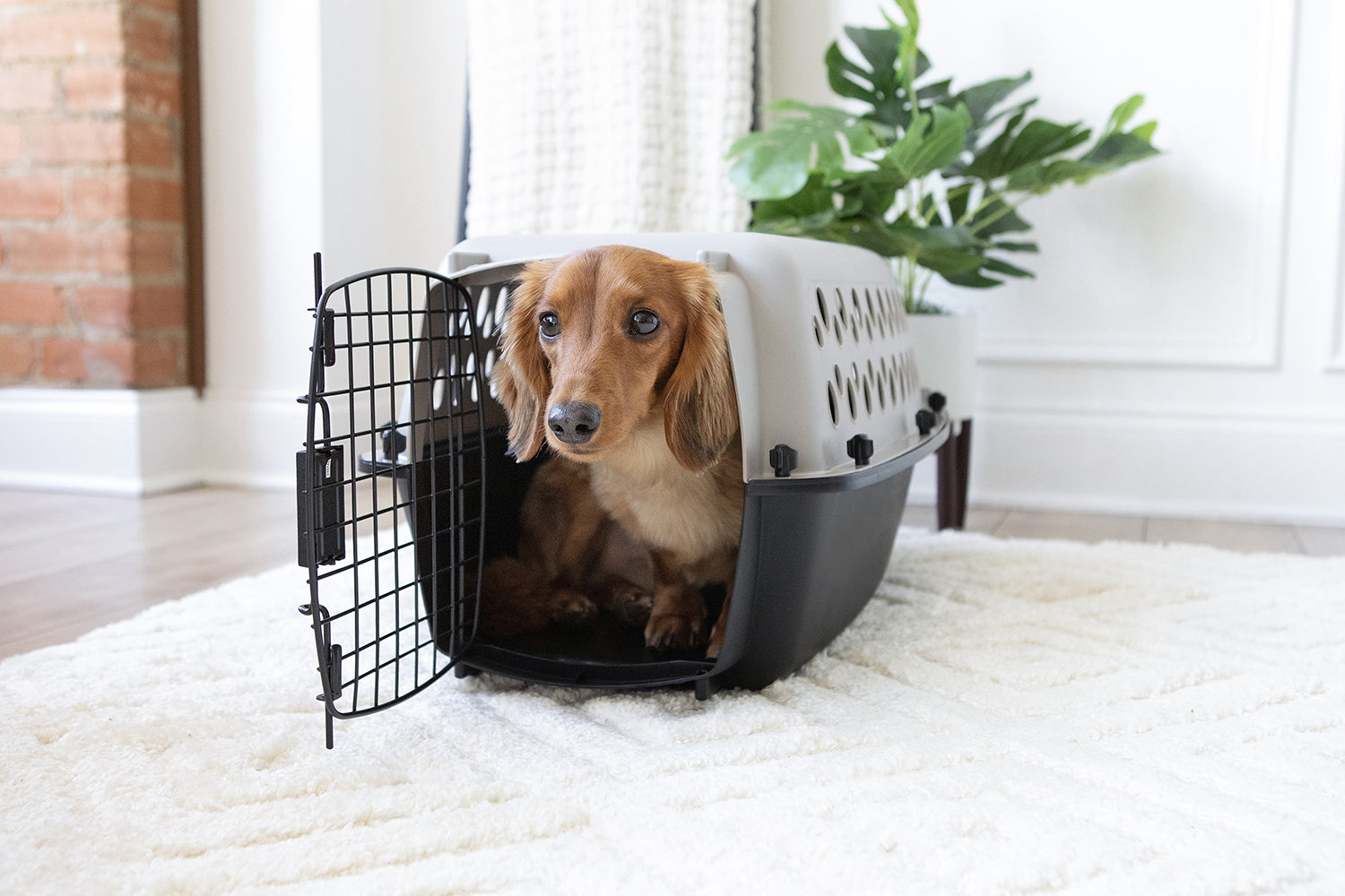 Dachshund relaxing inside a Petmate indoor dog kennel in a living room for safe, comfortable everyday use