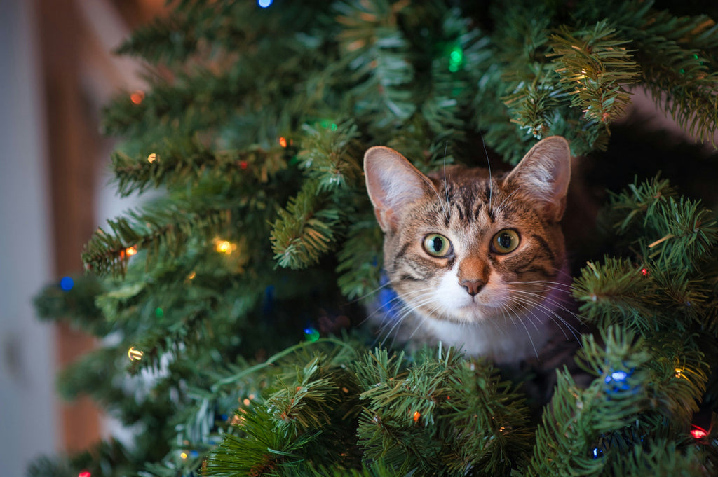 A brown tabby pokes his head through a lit-up Christmas tree.