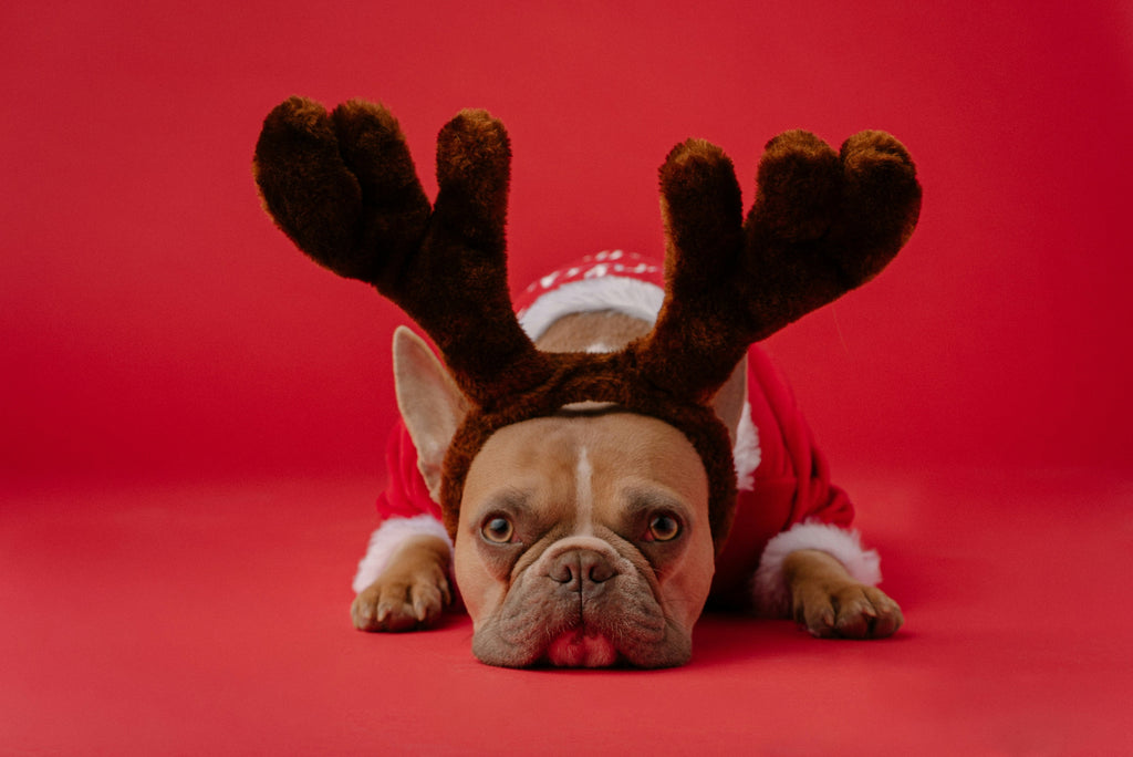 A dog lays down against a red backdrop with a reindeer antler headband & Christmas sweater on.
