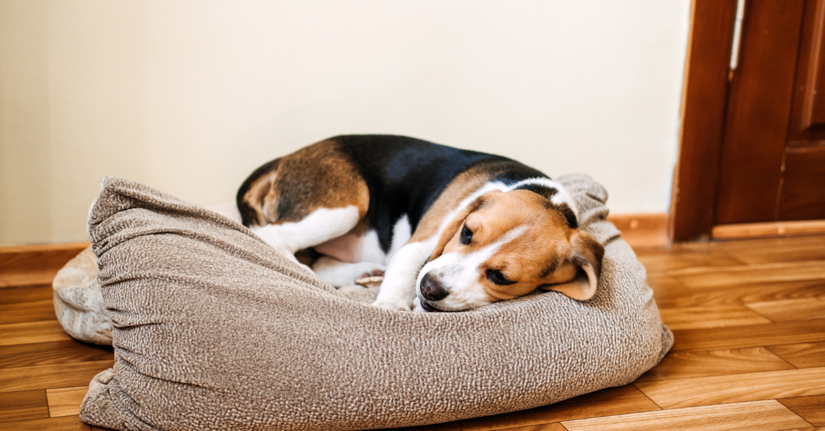 A black, brown & white dog lays down on a dog bed looking sad. 