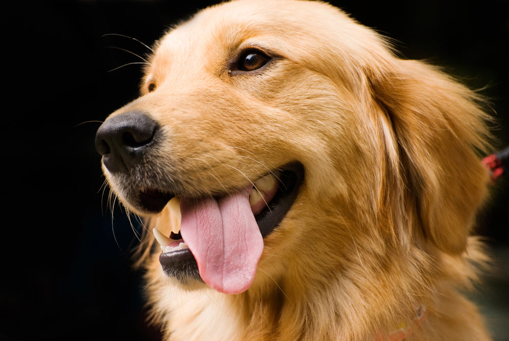 A golden retriever with his tongue sticking out.. 