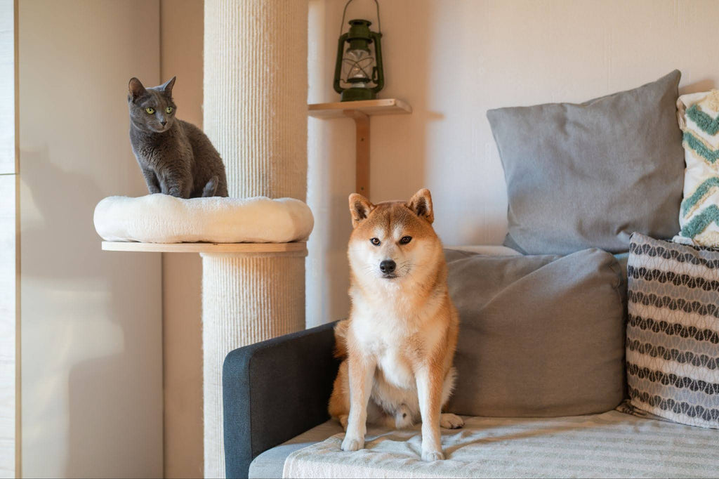 New Pet Supplies Checklist: Must-Have Essentials