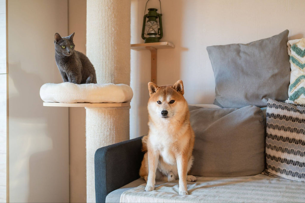 New Pet Supplies Checklist: Must-Have Essentials