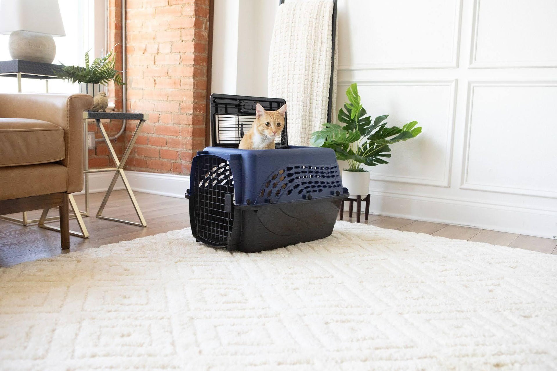 Orange tabby cat sitting inside a Petmate top-load cat carrier in a bright living room, demonstrating a comfortable and secure travel setup for cats.