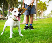 Proper Etiquette While Walking Your Dog