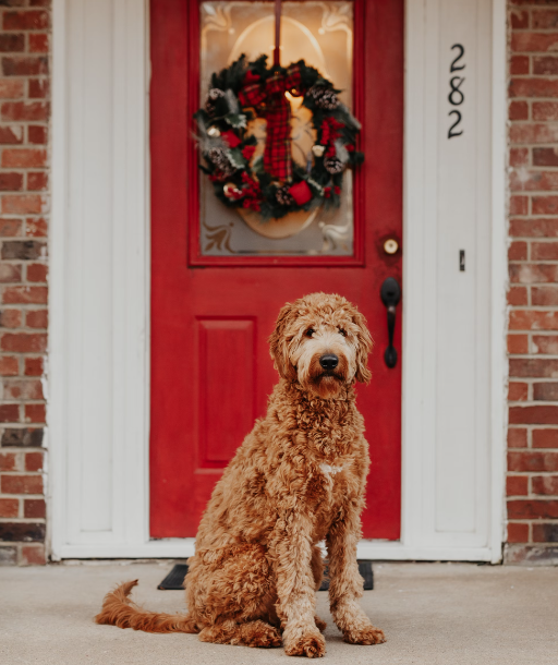 A red Golden Doodle stands on the front porch of a brick house with a red door featuring a Christmas wreath.