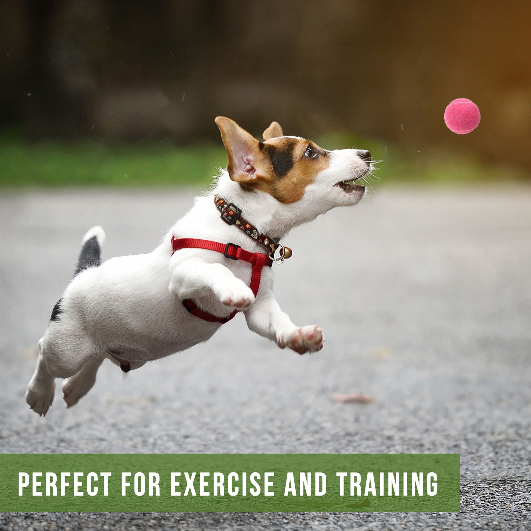 At the dog park, a small dog wearing a red harness leaps excitedly, eyes focused on a Hyperpet Pink Tennis Ball. The blurred outdoor background highlights its energy. Text at the bottom reads: Perfect for exercise and training with Hyper Pet Pink Tennis Balls 4 Pack.