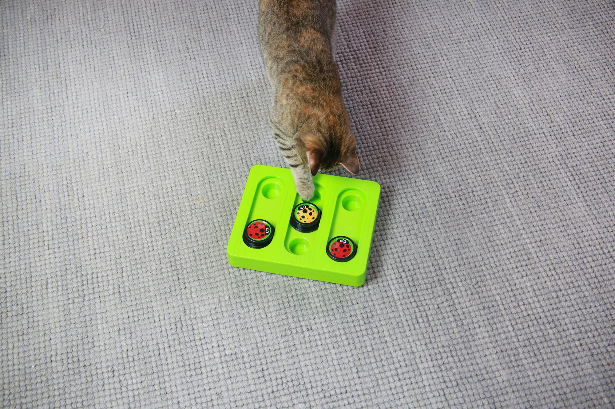 A cat interacts with the Mad Cat Battin At Bugs Bento Box, a green toy on a gray carpet. This puzzle features three slots topped with ladybug-patterned disks. The curious feline reaches out eagerly, captivated by the playful challenge.
