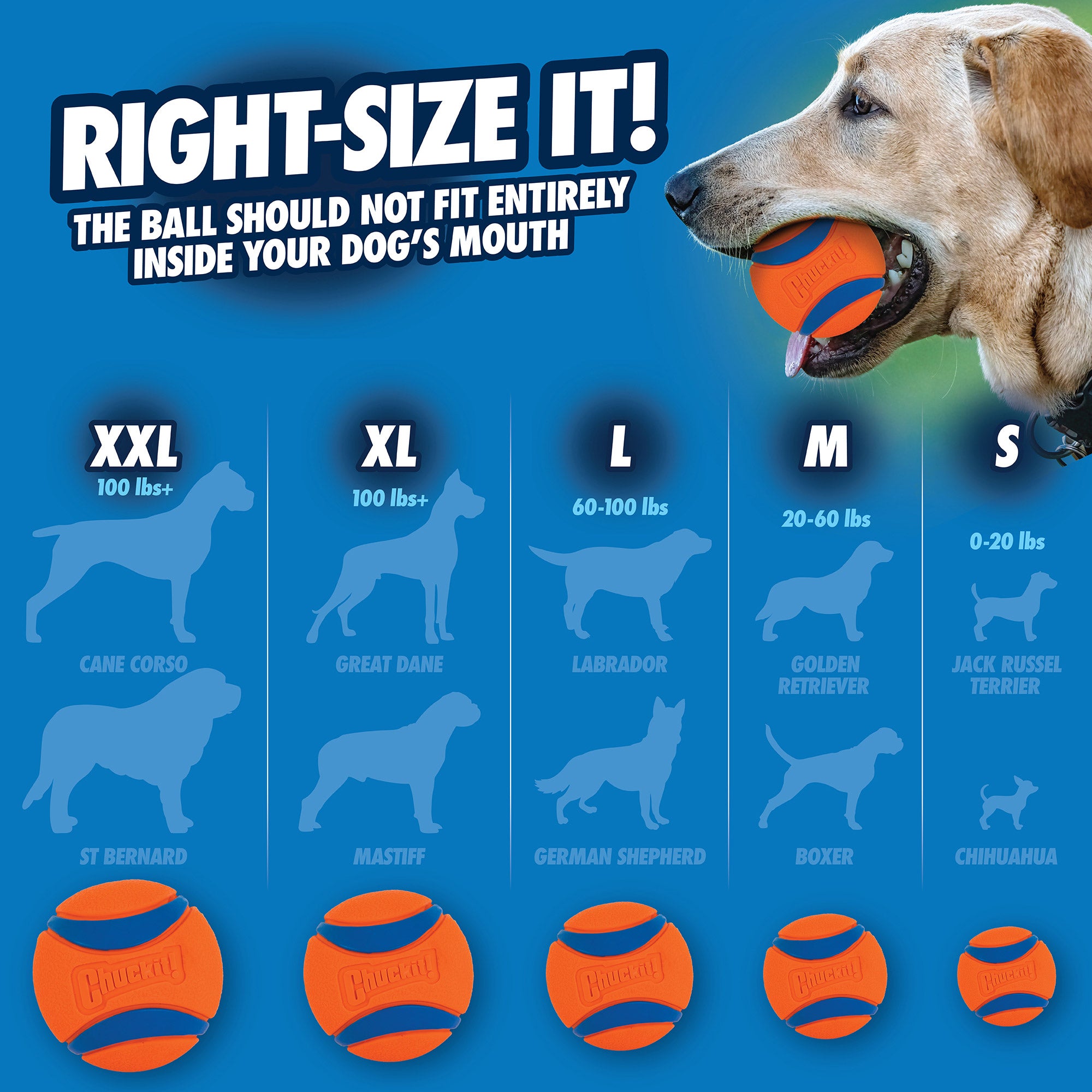 An infographic titled Right-Size It! showcases a dog holding an orange and blue ball, suggesting Chuckit! Sport Launcher & Fetch Toy Set ball sizes for 6 breeds by weight (XXL: 100+ lbs to S: 0-20 lbs) with dog silhouettes, balls, and the Chuckit! Launcher for hands-free pickup.