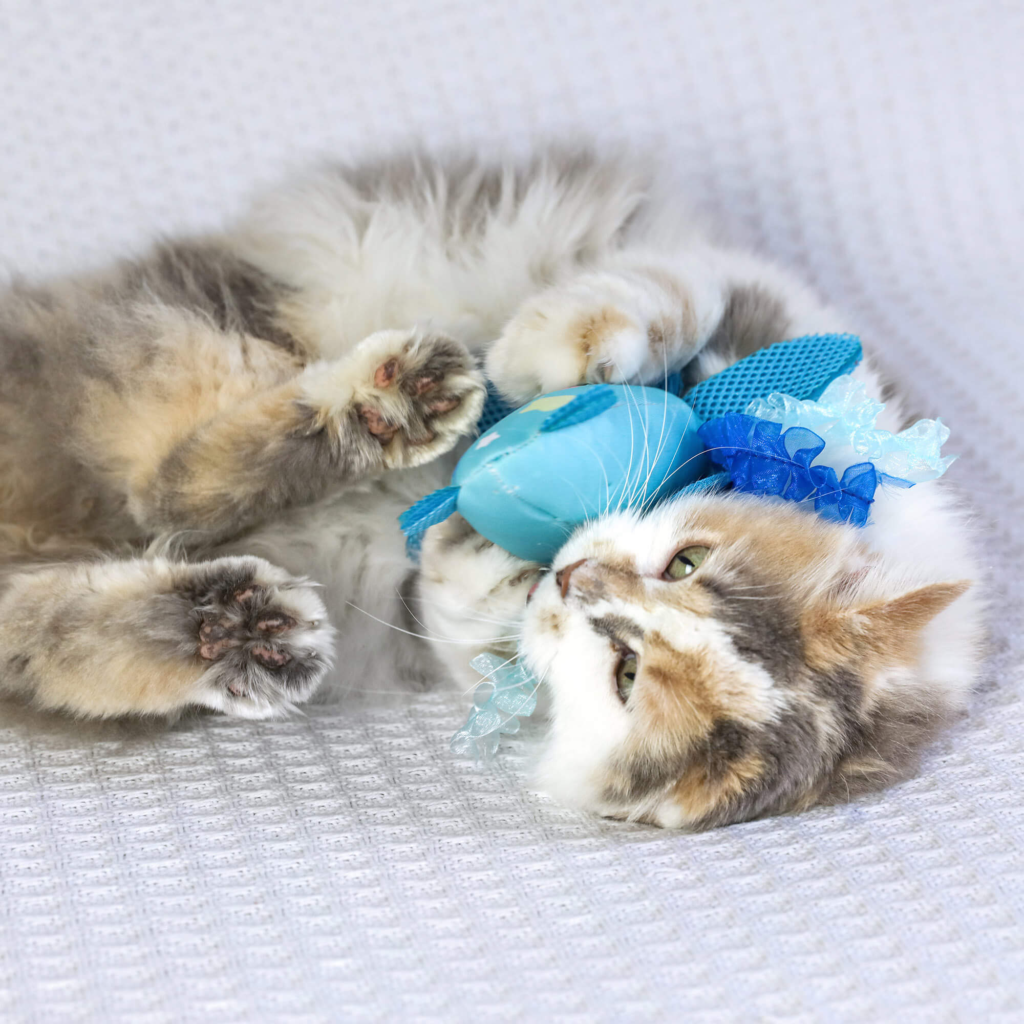 A fluffy calico cat lies on a white textured surface, playfully snuggling the Quirky Kitty Octopurr Kicker – an ocean-themed catnip kicker toy with ribbon accents from Quirky Kitty.