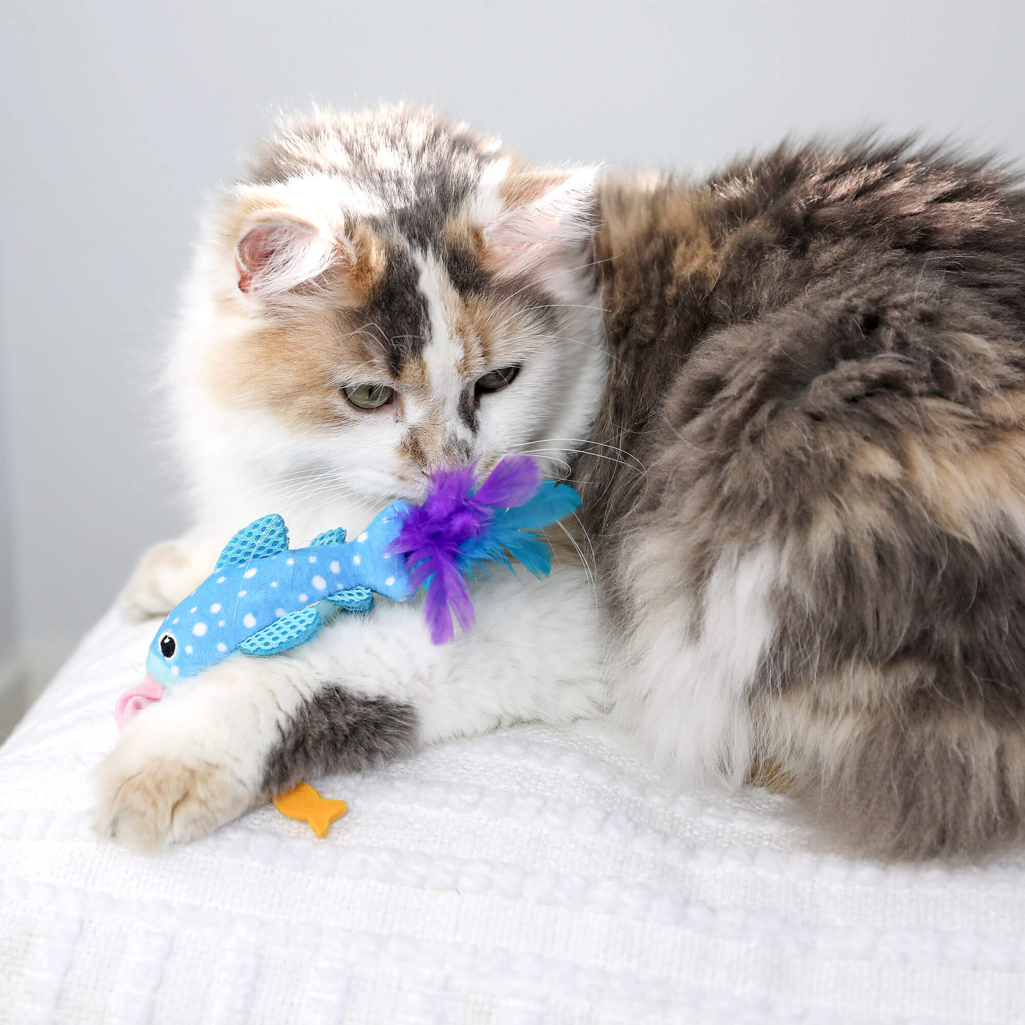 A fluffy calico cat lounges on a white textured surface, resting its head on the Quirky Kitty Whale Shark Chomper – Cooling Ocean Cat Toy with Catnip, gazing slightly to the side.