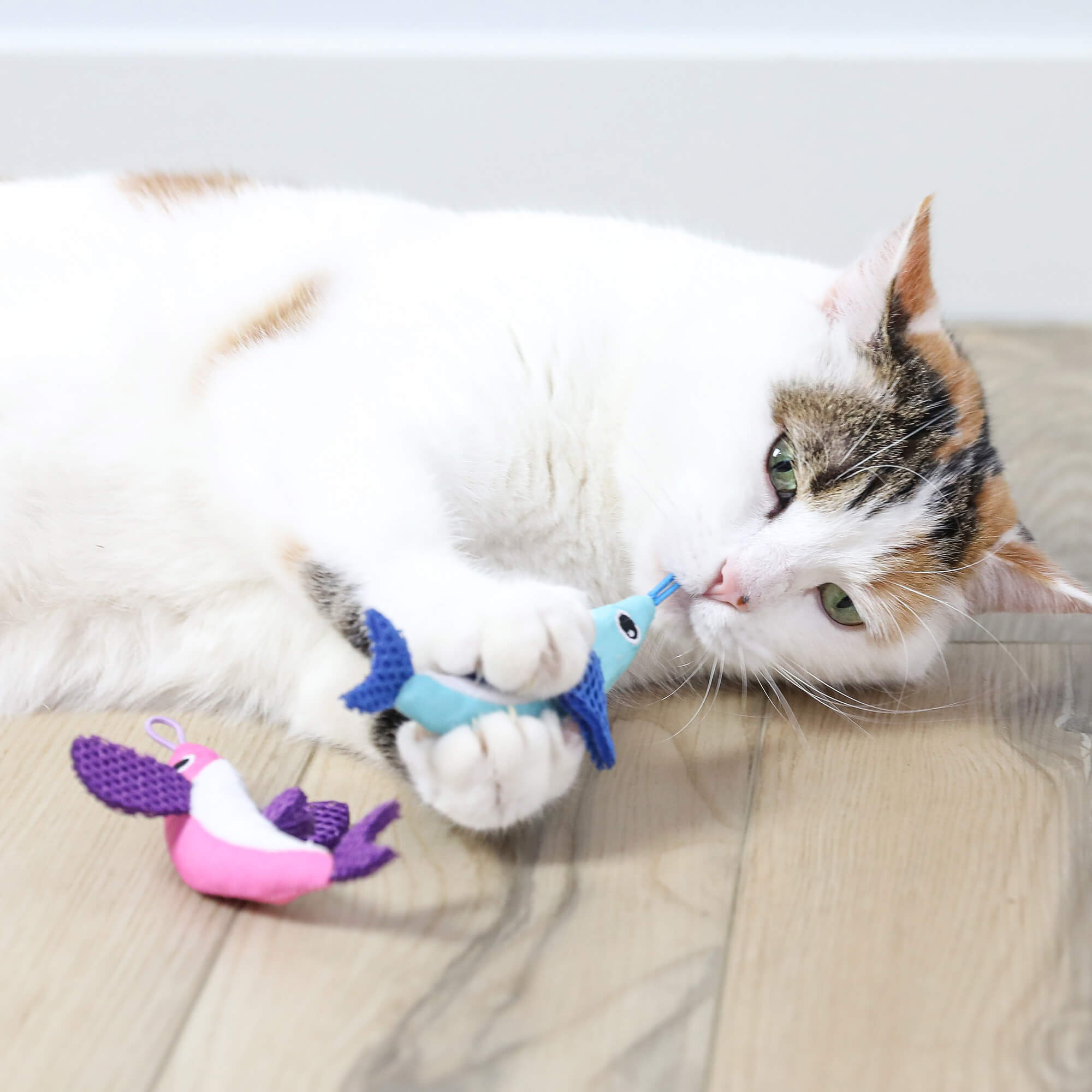 A white and brown cat lies on a wooden floor, chewing on a blue Quirky Kitty Flying Fish Interactive Catnip Cat Toy with Slingshot. Another pink bird toy rests nearby.