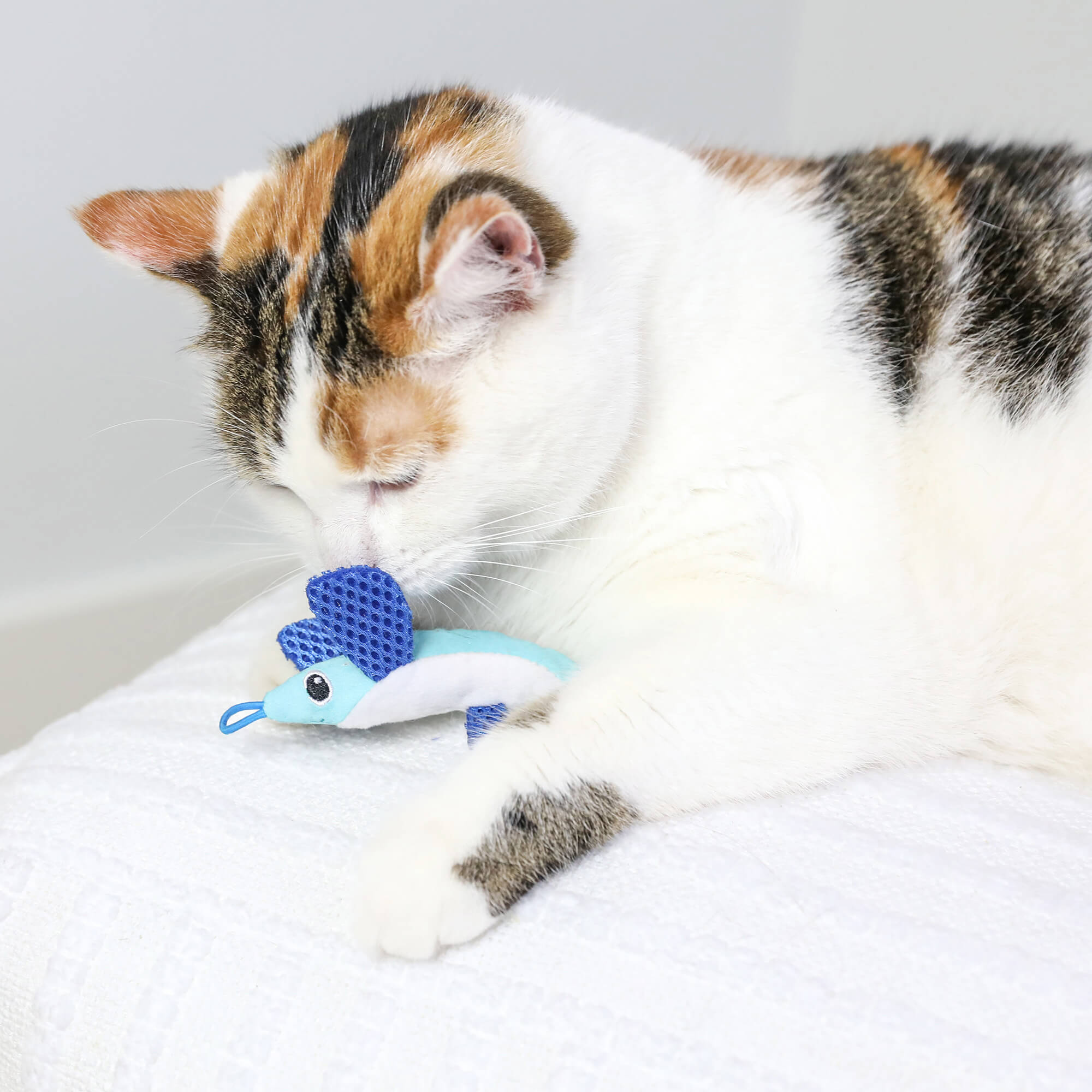 A calico cat naps on a white textured surface, eyes closed, and holds a Quirky Kitty Flying Fish—an interactive catnip toy with slingshot—from the Quirky Kitty Flying Fish 2pk between its front paws.