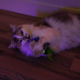 A fluffy cat lounges on a wooden floor under purple lighting, playfully biting a Quirky Kitty Glow Bugs glow in the dark cat toy with green feathers from the Quirky Kitty brand.