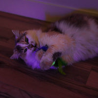 A fluffy cat lounges on a wooden floor under purple lighting, playfully biting a Quirky Kitty Glow Bugs glow in the dark cat toy with green feathers from the Quirky Kitty brand.