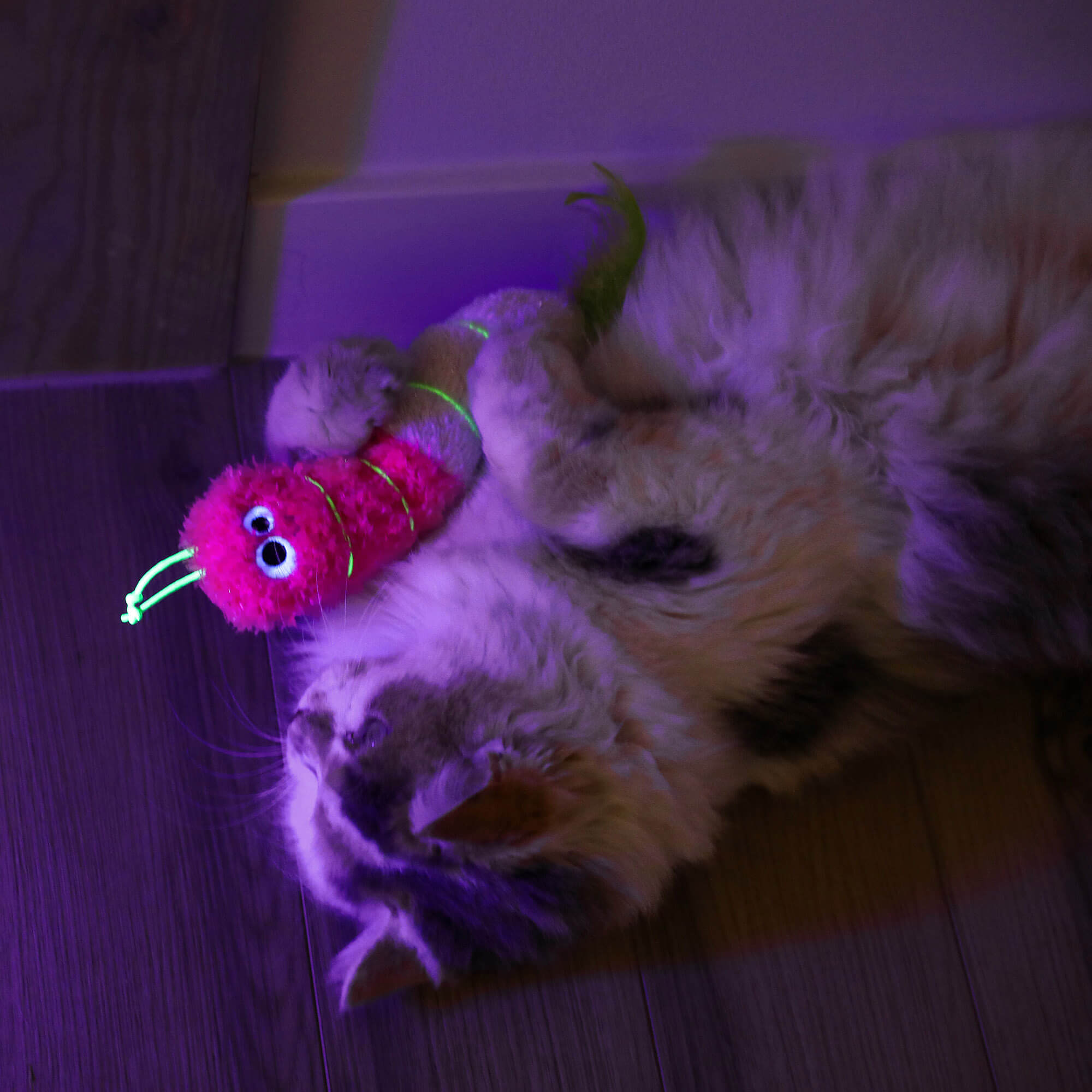 A fluffy cat lies on a wooden floor, hugging the Quirky Kitty Glow Worm Kicker by Quirky Kitty—a catnip and silvervine toy that glows at night—under purple lighting.